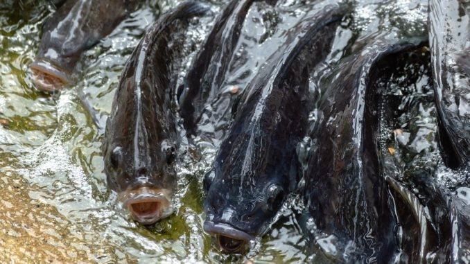 Chicoa Fish Farm