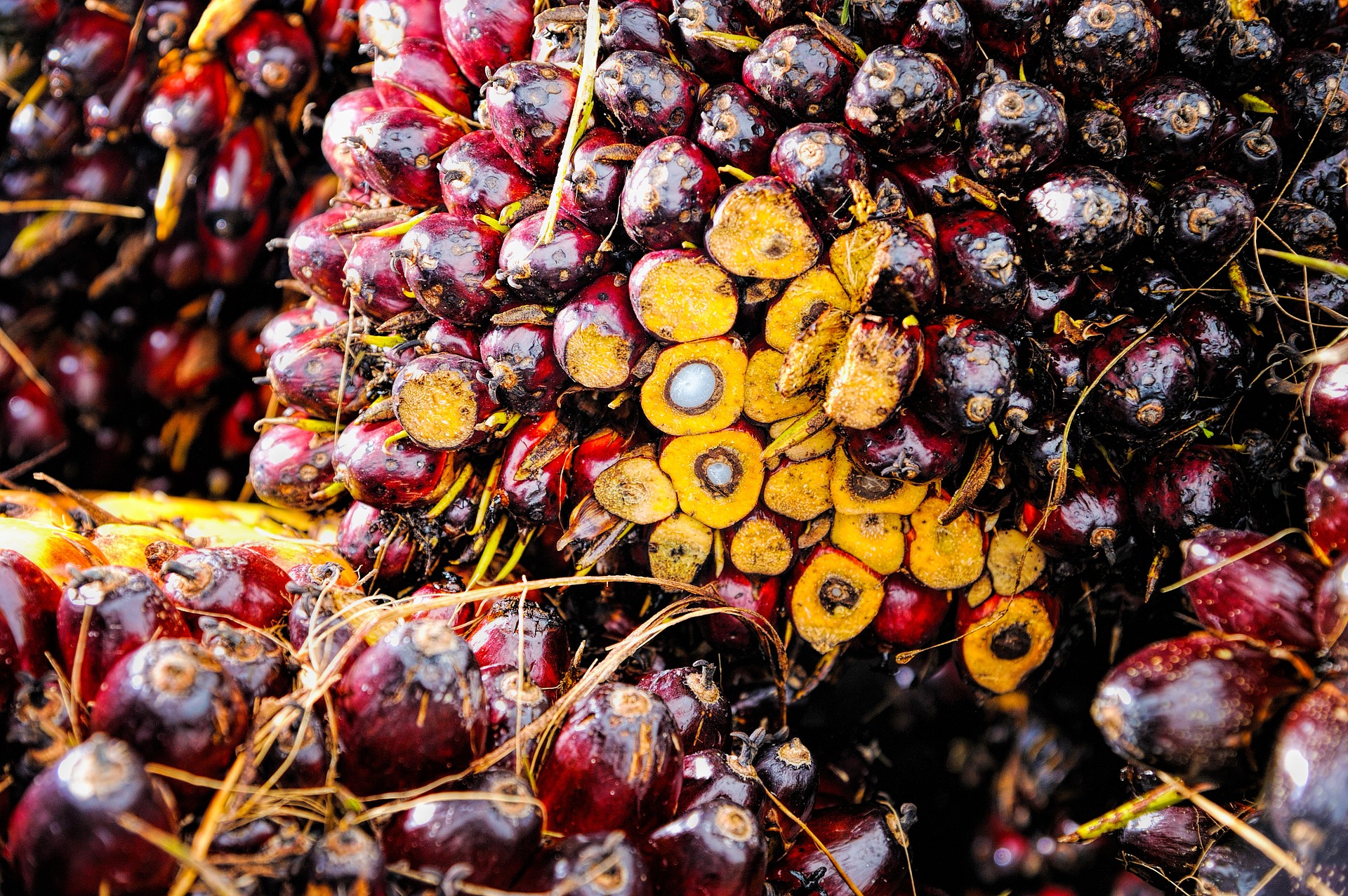 Pixabay – Palm Oil Fruit