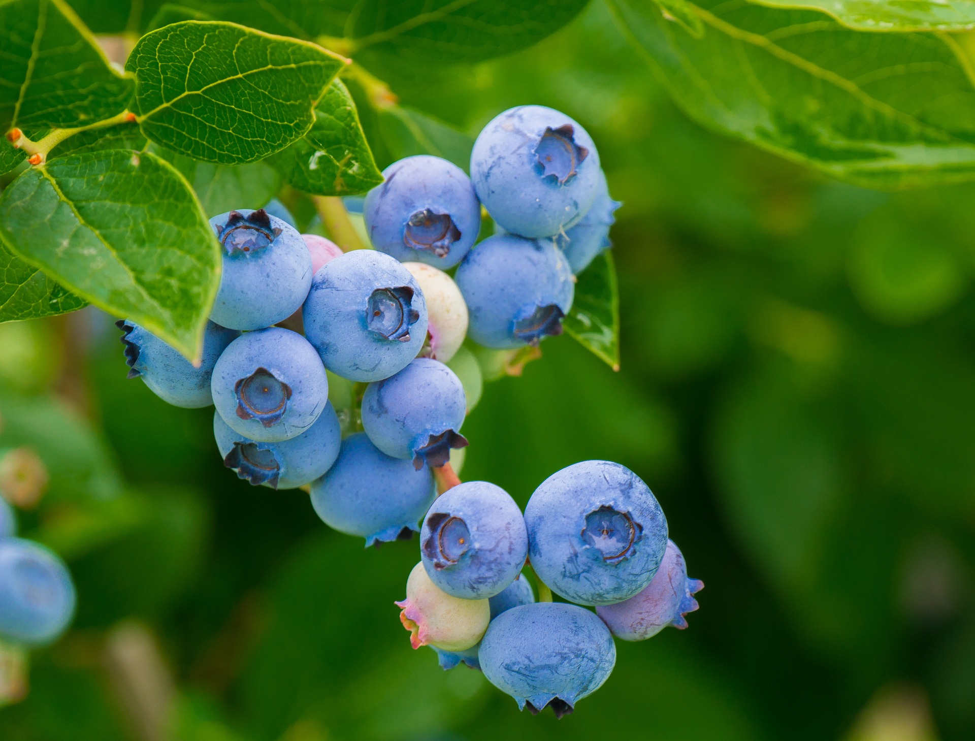 blueberries-gbaeb05884_1920