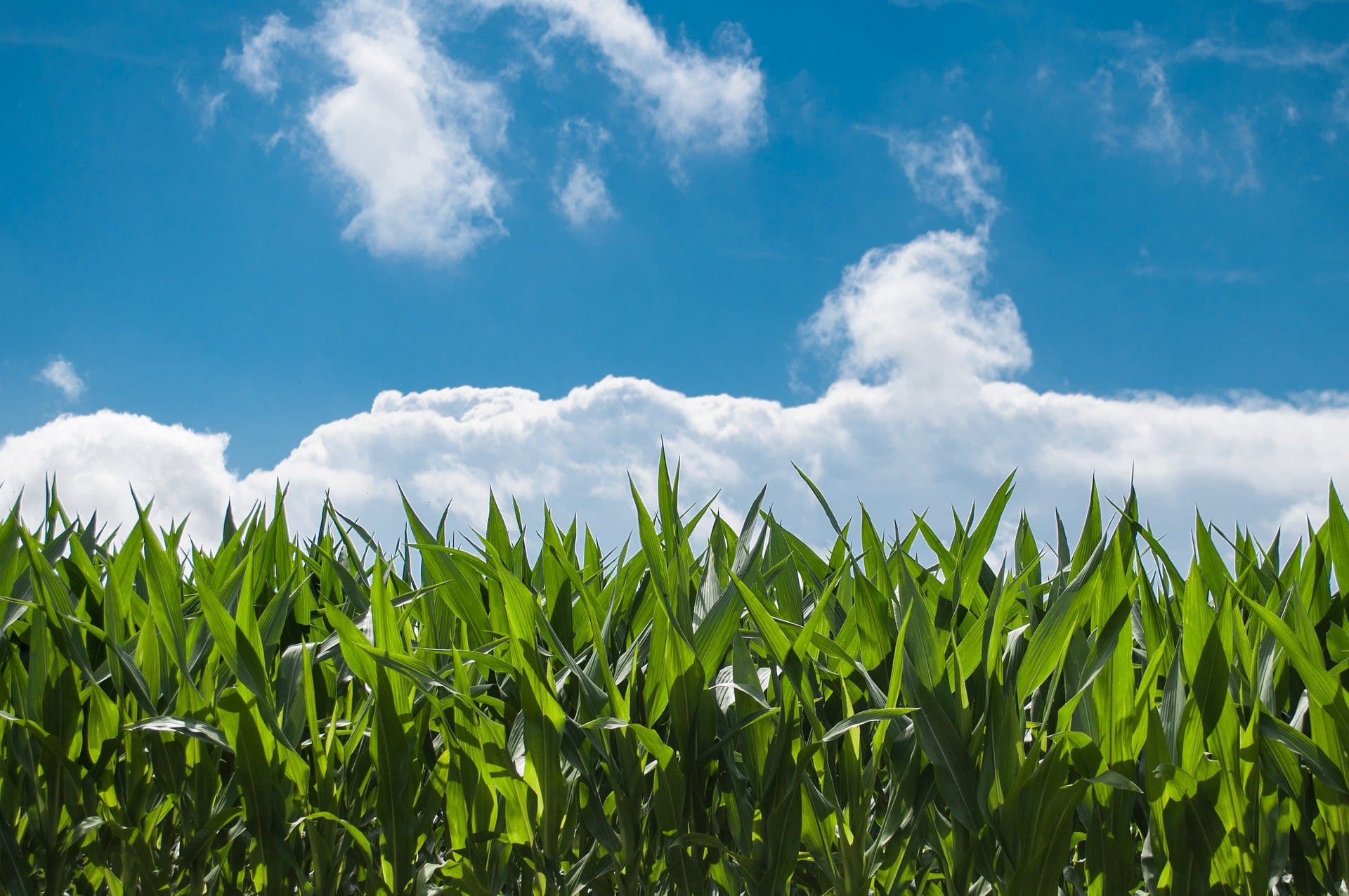 agriculture-corn-field-440338_1920