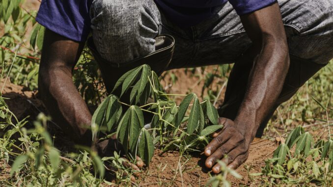 countryside-worker-planting-out-field